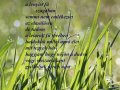 A fű